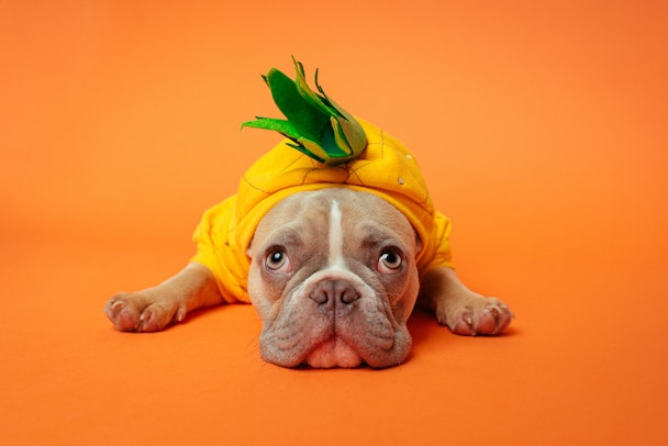 A bulldog in a pineapple costume, looking perhaps a little sheepish