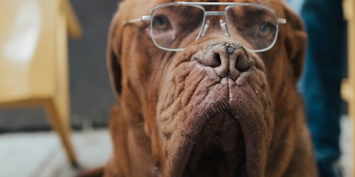 A brown dog wears a pair of wire-framed glasses