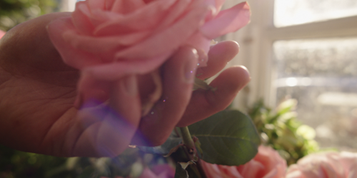 Hand touching a flower