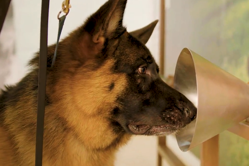 A dog being trained to sniff out diseases such as cancer